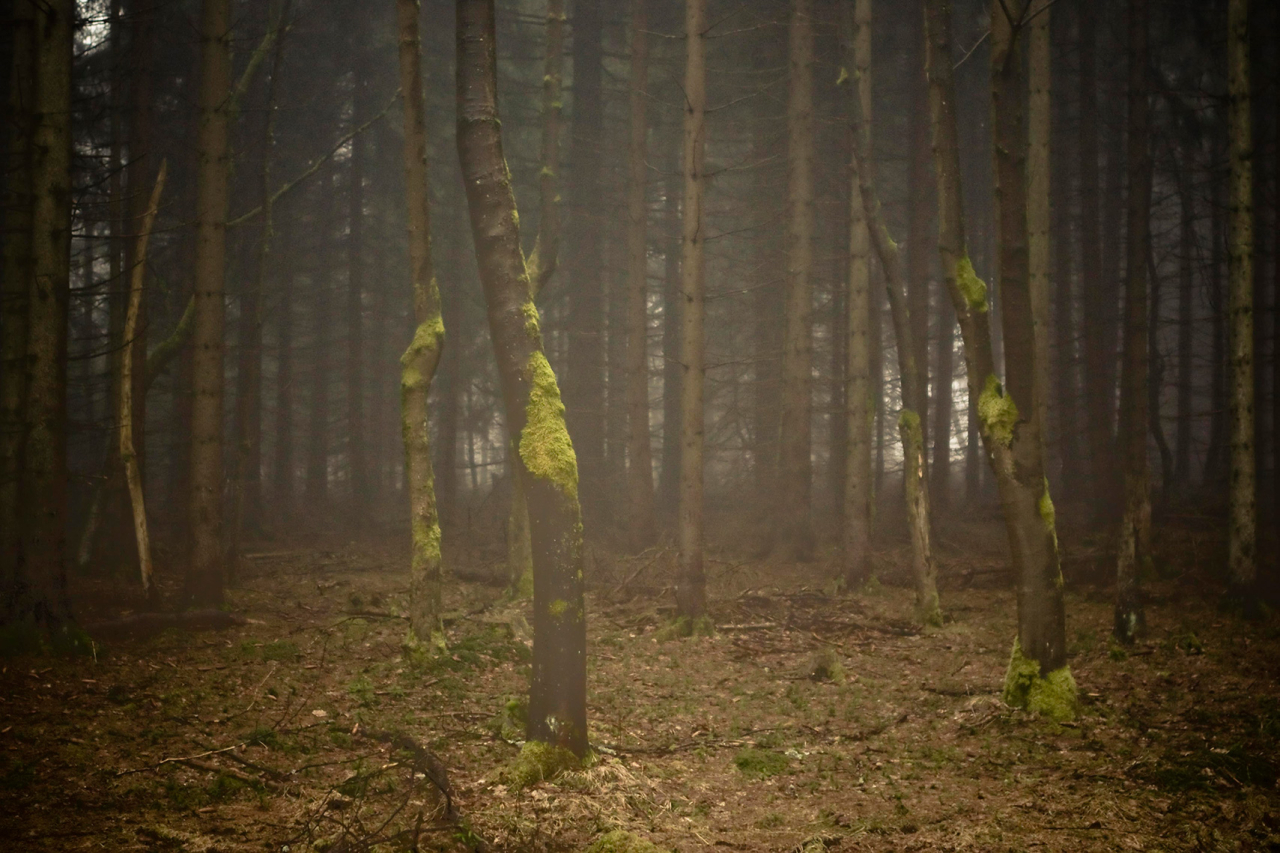 Katrin Behrens Forest